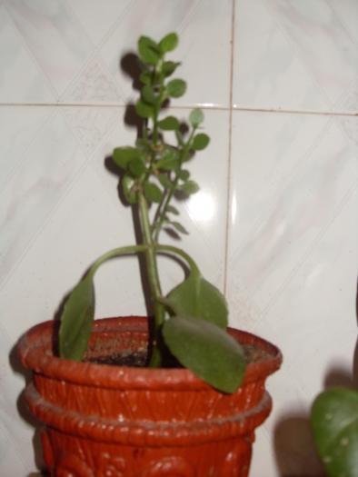 SDC17809 - KALANCHOE 2010