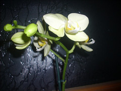 Phala vernil - Orhidee
