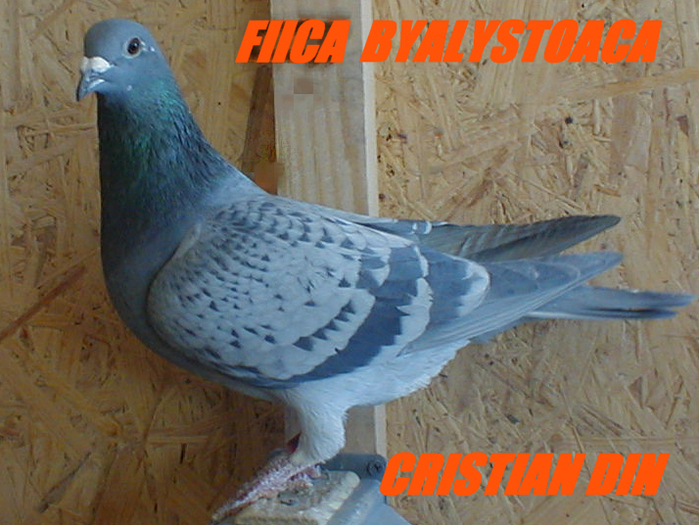 FIICA BYALISTOACA