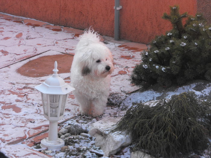 Puffy la zapada