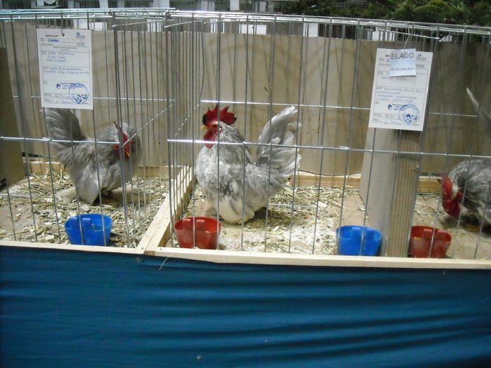 DSCN3520 - expozitie Kondoros