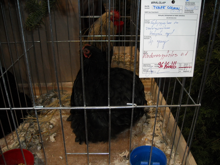 DSCN3522 - expozitie Kondoros