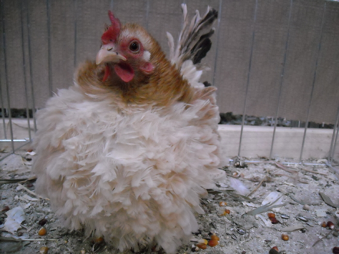 DSCN3527 - expozitie Kondoros