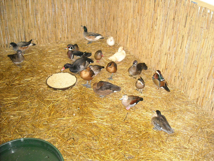 DSCN3566 - expozitie Kondoros