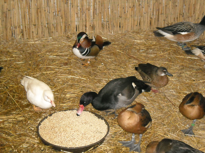 DSCN3568 - expozitie Kondoros