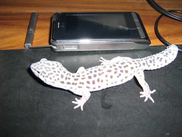 poze 008 - gecko leopard