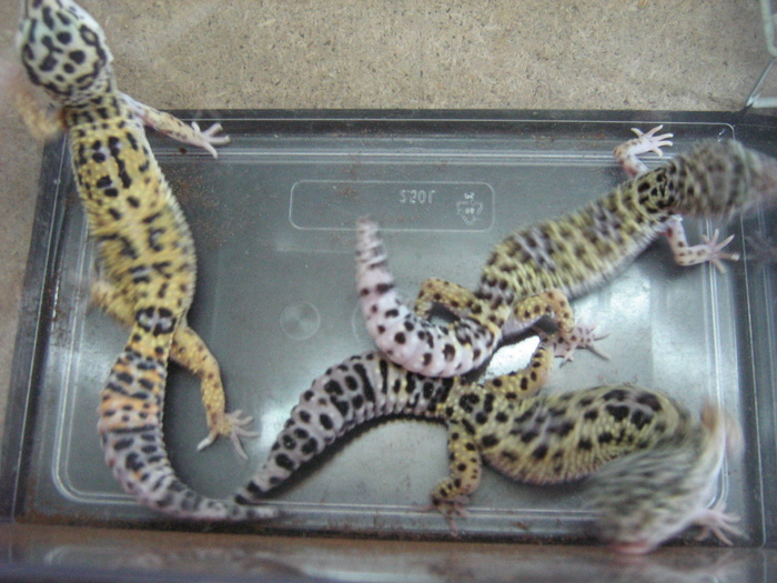 gecko 001 - gecko leopard