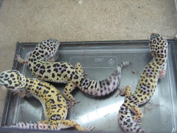 gecko 002 - gecko leopard