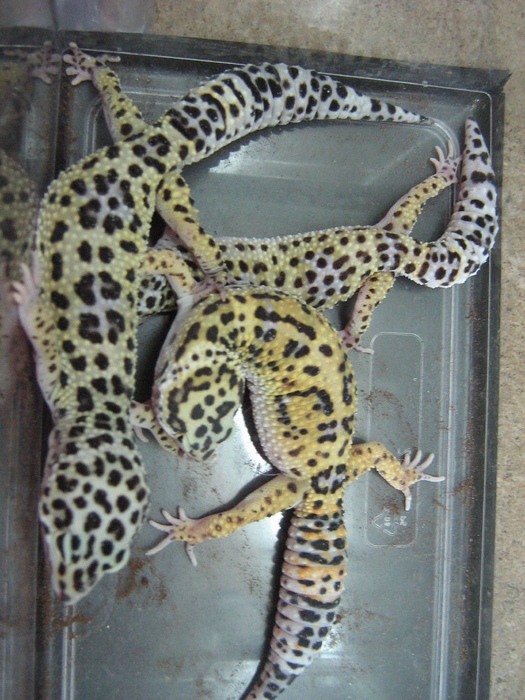 gecko 003 - gecko leopard
