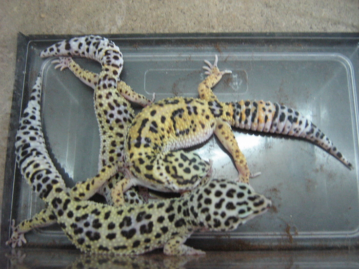 gecko 004 - gecko leopard