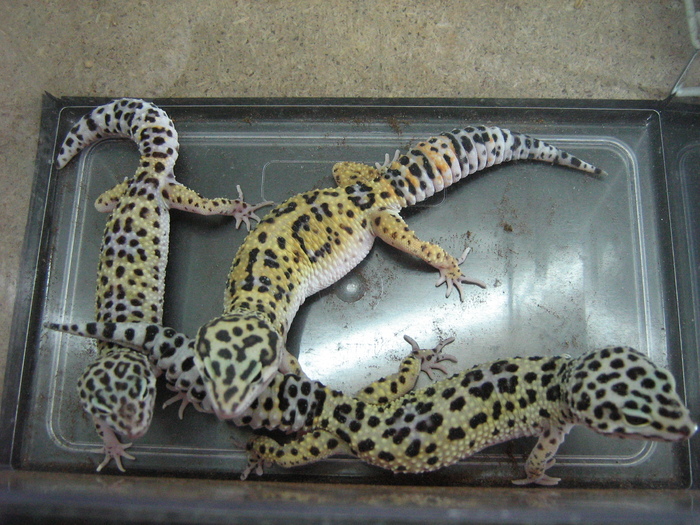 gecko 005 - gecko leopard