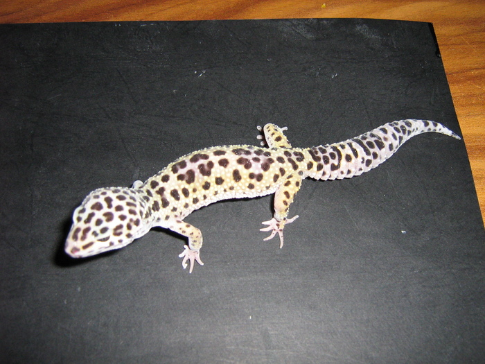 poze 001 - gecko leopard