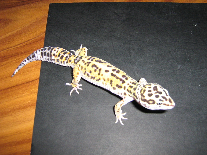 poze 002 - gecko leopard