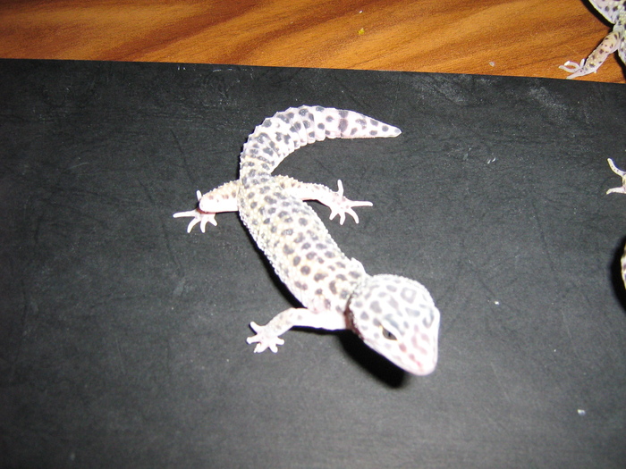 poze 003 - gecko leopard