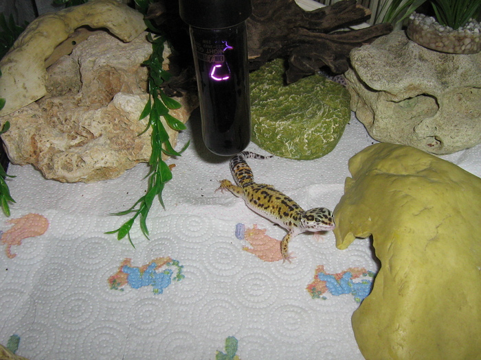 poze 004 - gecko leopard