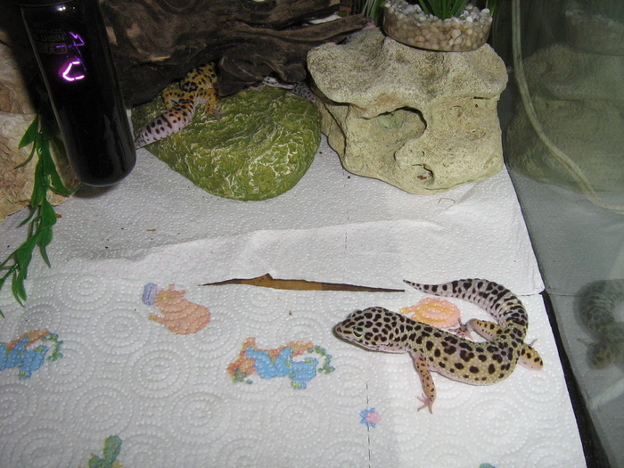 poze 005 - gecko leopard