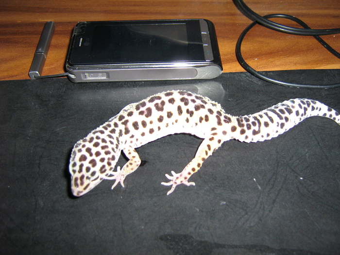 poze 007 - gecko leopard