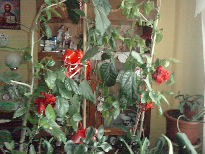 P241210_14.540001 - Hibiscusii mei- plantele favorite