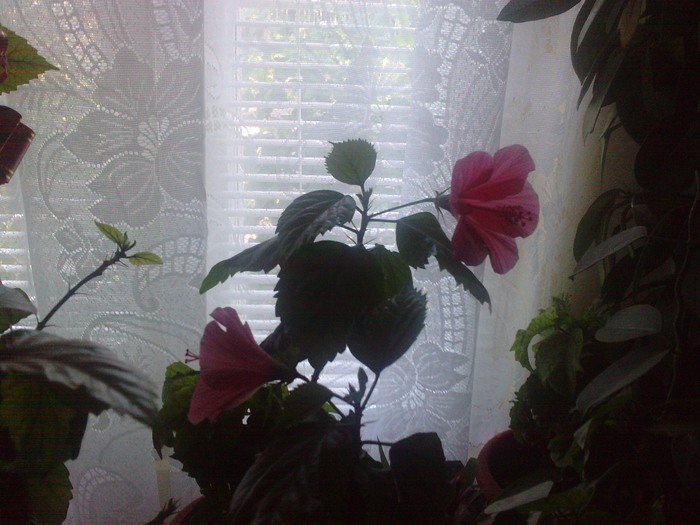 roz pal- gornita - Hibiscusii mei- plantele favorite