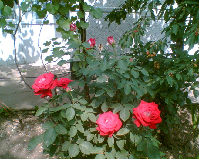 e - trandafiri