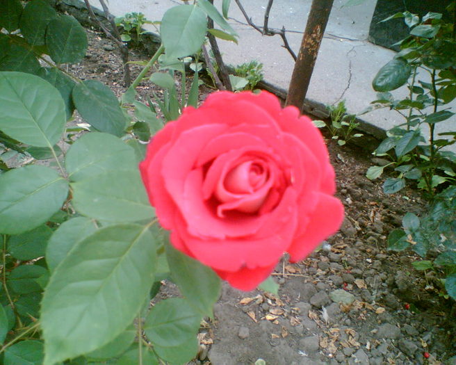 f - trandafiri