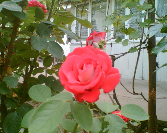 g - trandafiri