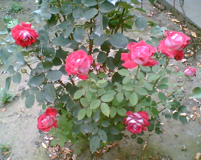 Gary0 - trandafiri