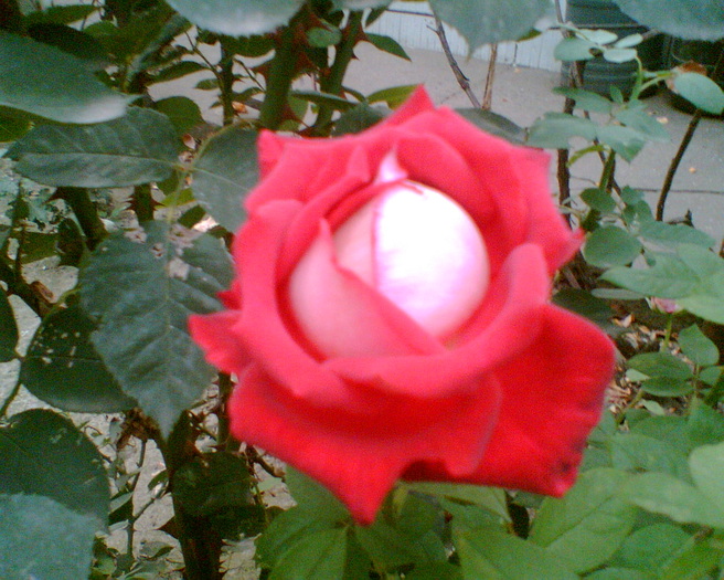 Gary001 - trandafiri