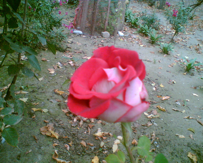 Gary1 - trandafiri