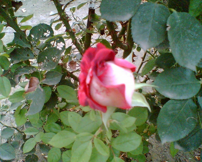 Gary002 - trandafiri