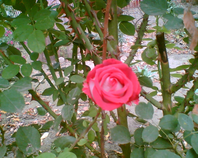 Gary2 - trandafiri