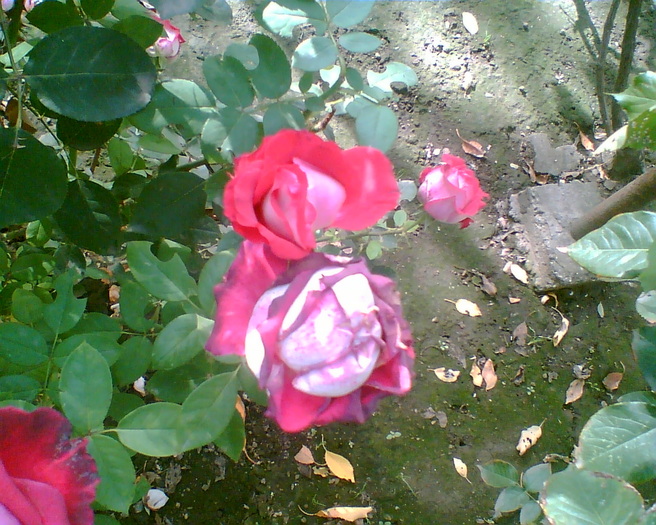 Gary003 - trandafiri