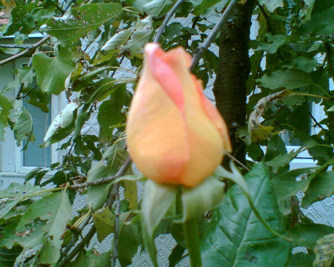 Gary4 - trandafiri