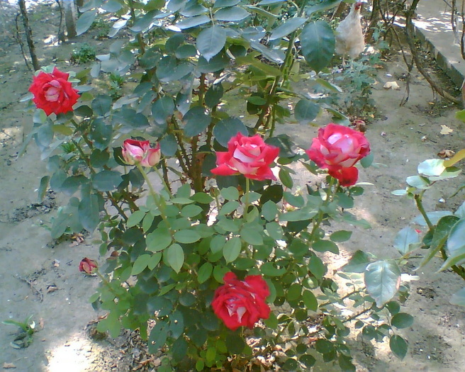 Gary005 - trandafiri