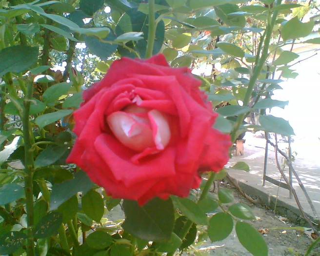 Gary006 - trandafiri