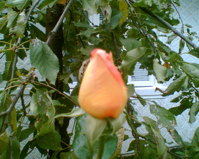 Gary6 - trandafiri