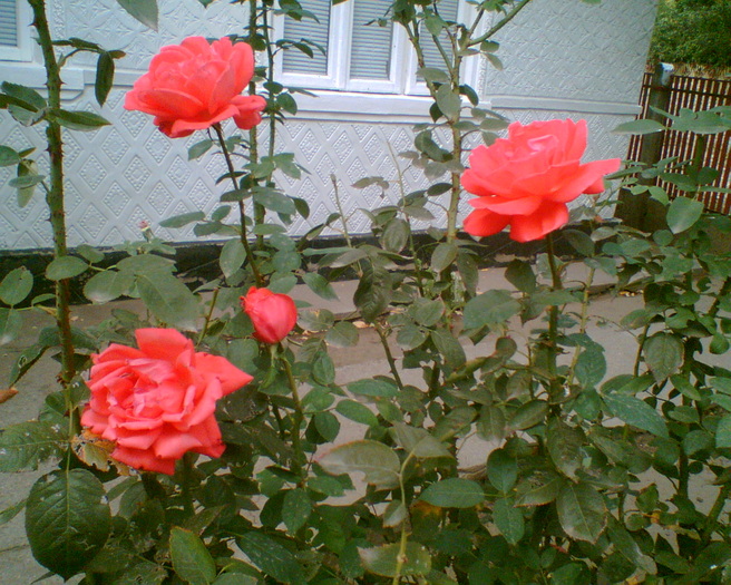 Gary7 - trandafiri