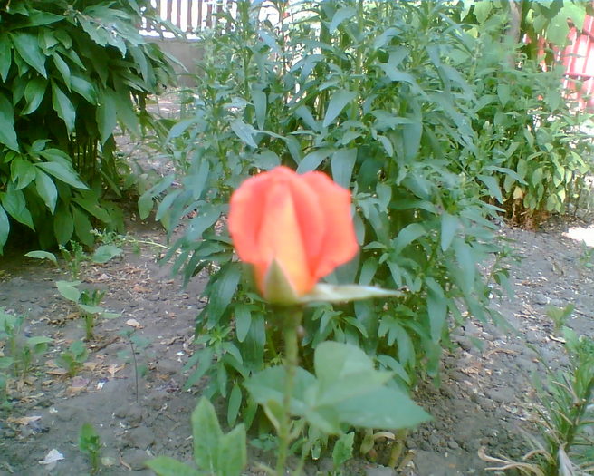 Imag000