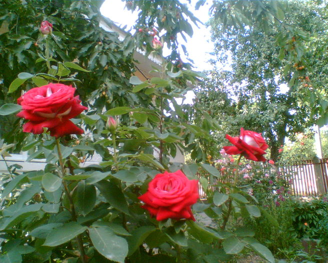 Imag003