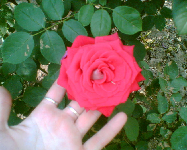 Imag004