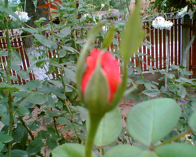 Trandafir -boboc