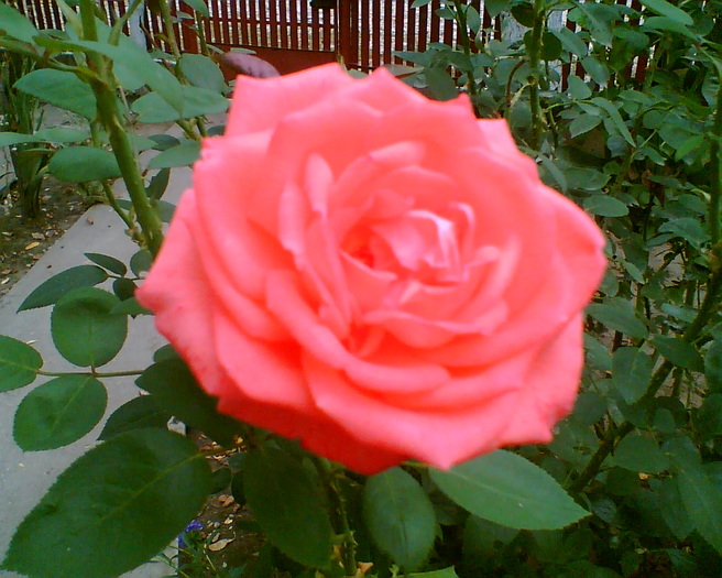 Trandafir inflorit