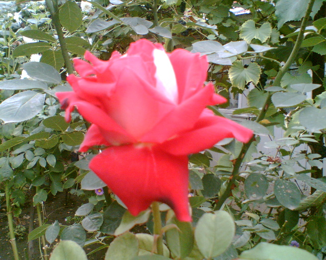 Trandafirul meu