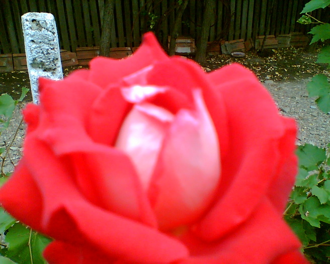 Trandafirul meu -detaliu