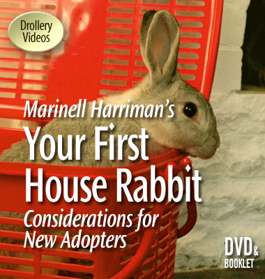 House Rabbit