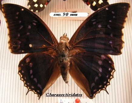 Charaxes-tiridates - fluturi