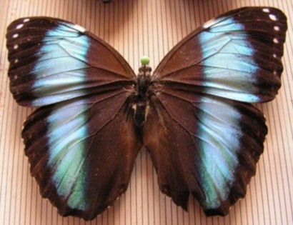 Morpho-helenor - fluturi