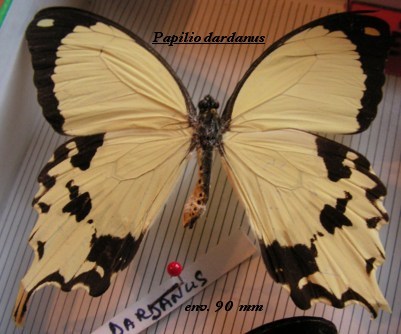 Papilio-dardanus - fluturi