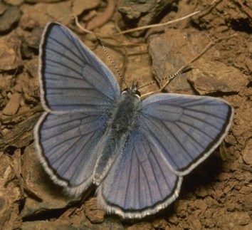 Polyommatus-icarusm - fluturi