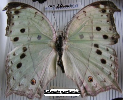 Salamis-parhassus - fluturi